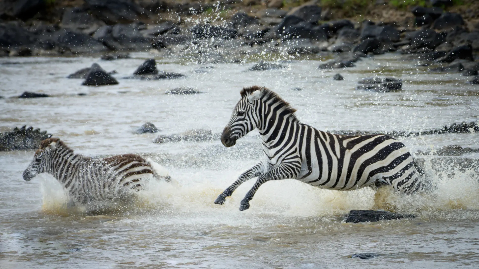 Zebra crossing