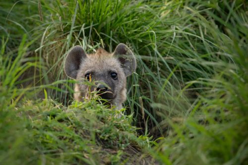 A hyena looking out from it's den