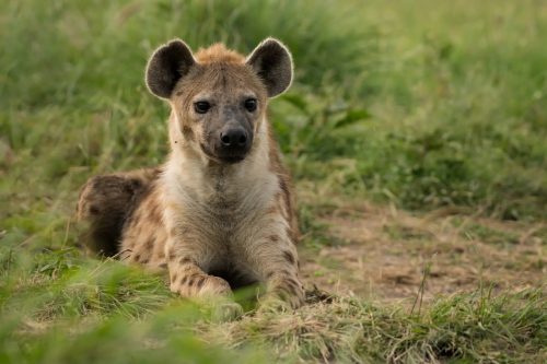 The bold stare of a hyena