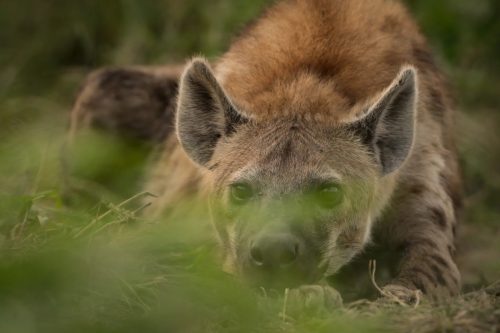 Hyena behind the grass