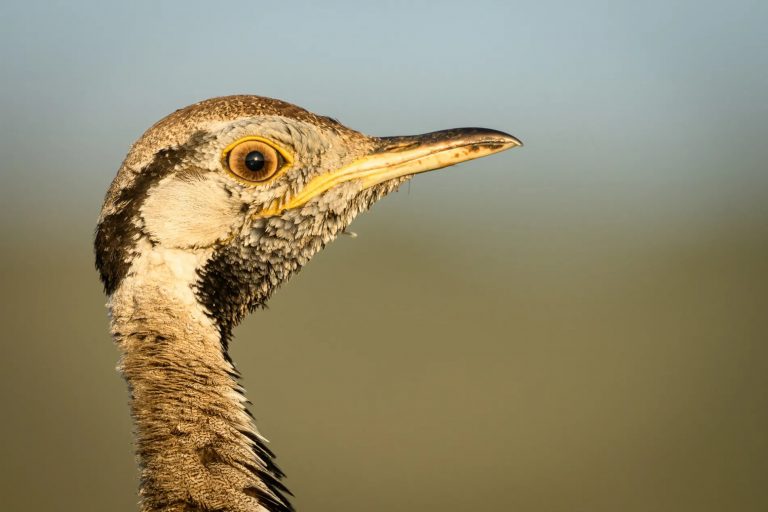 black-bellied bustard