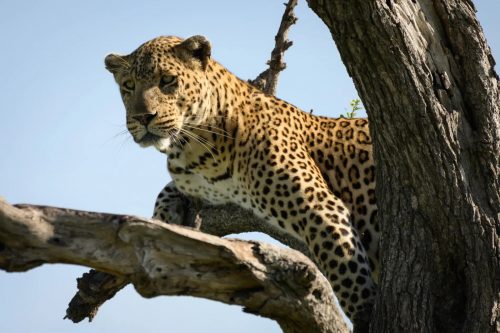 The Shepherd Tree male, photographed two years ago