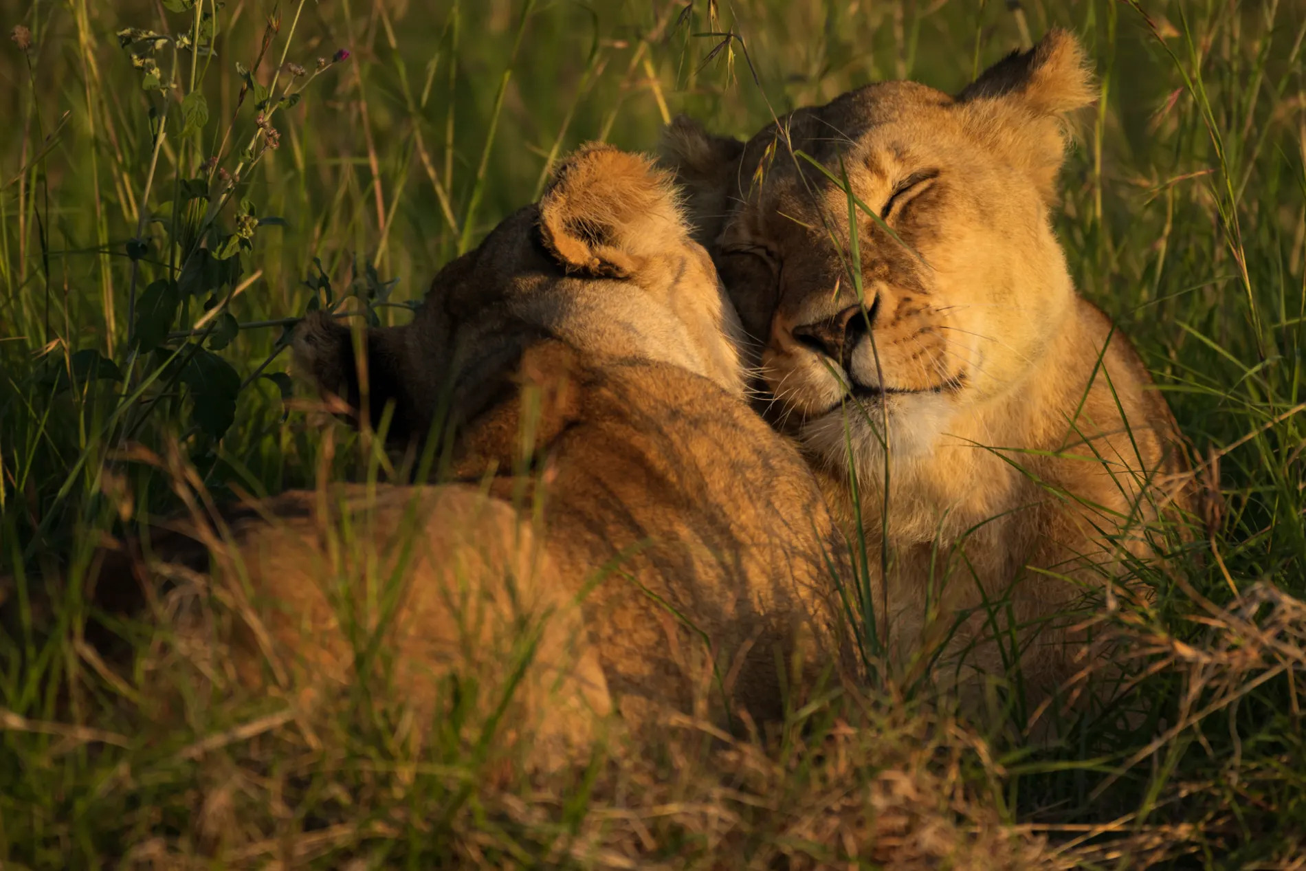 Lions cuddling