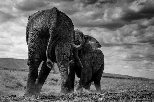 Fighting elephant bulls, converted to black and white