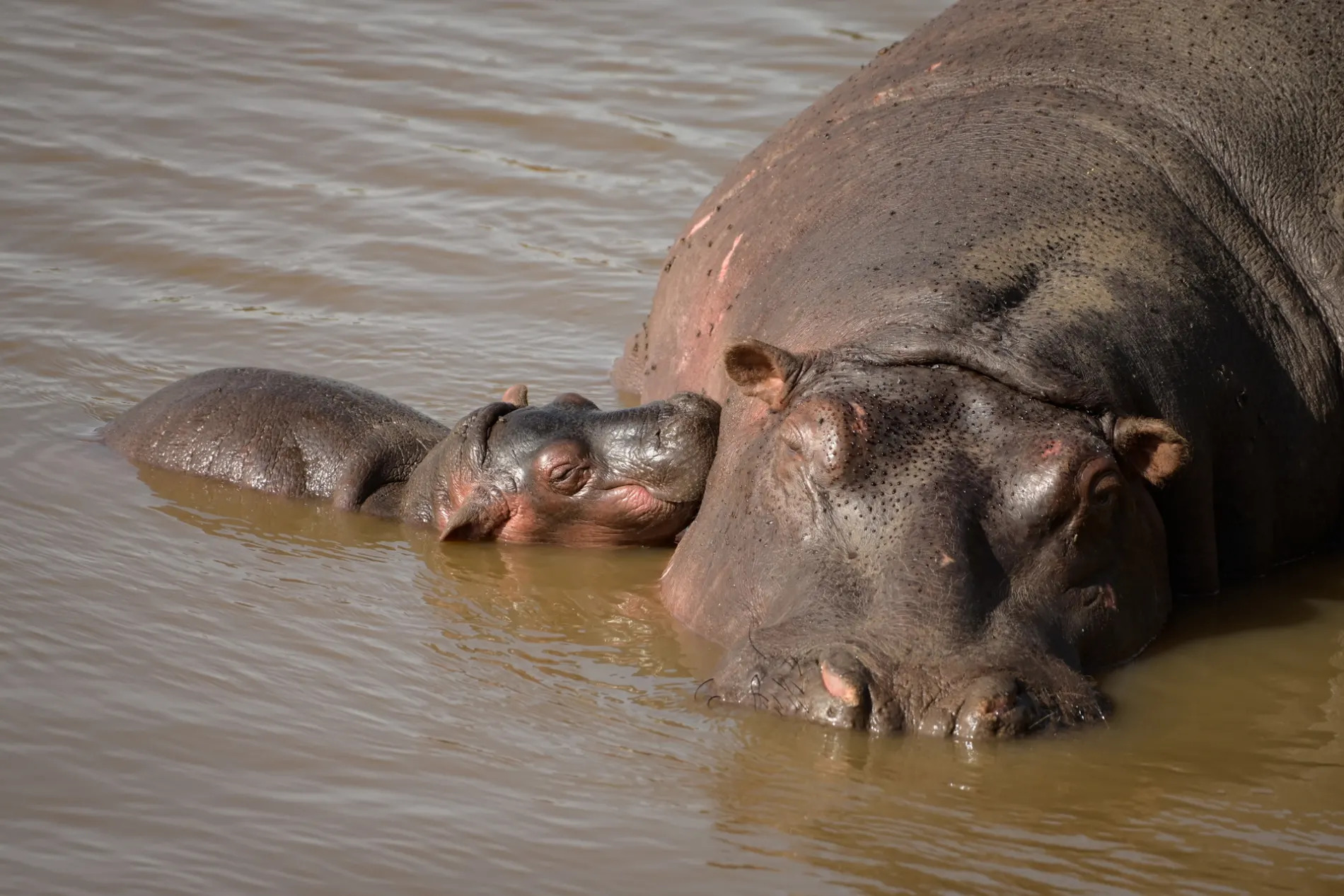 Hippo baby and mom