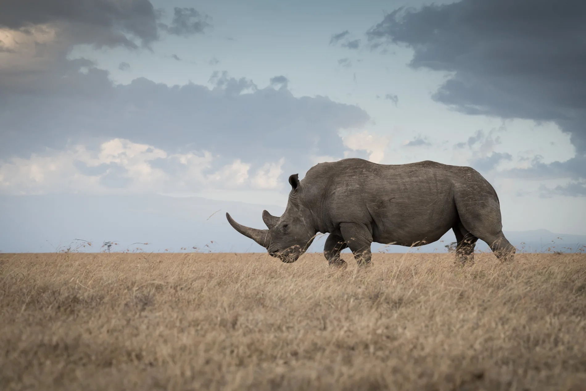 Where Cows and Conservation Co-exist - Angama Mara