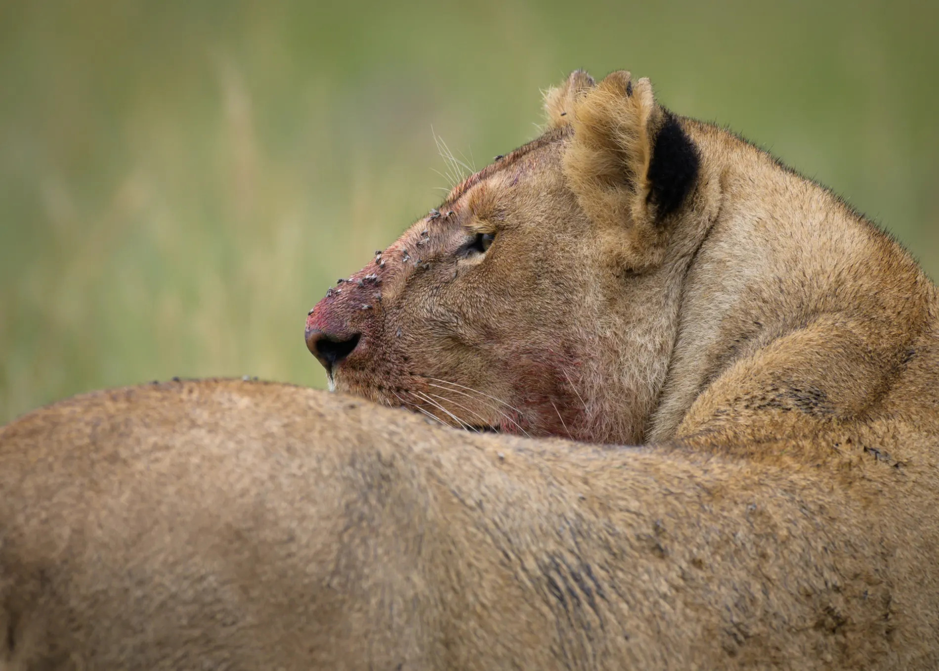 LIon looking over shoulder