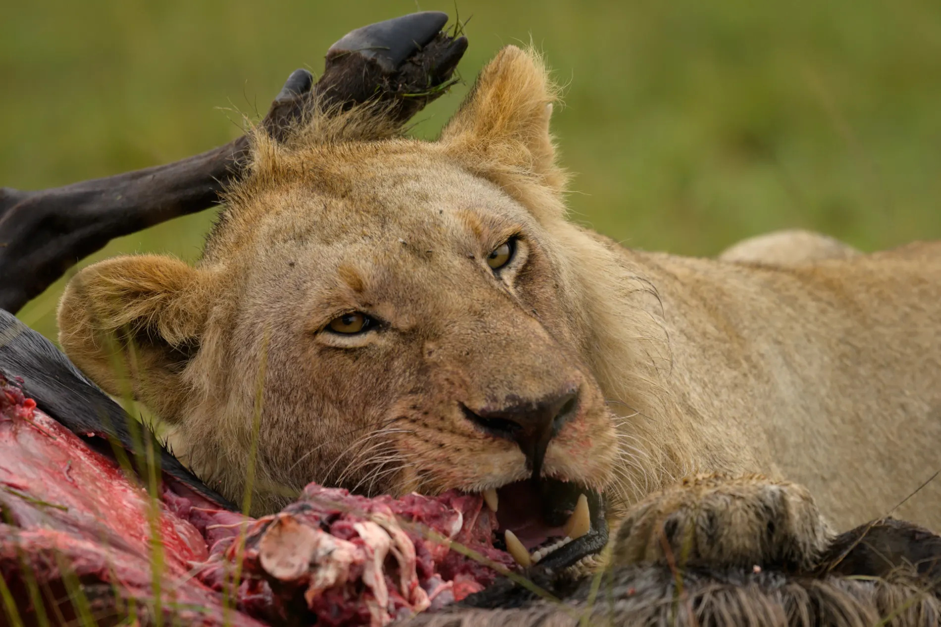 LIon chewing spine