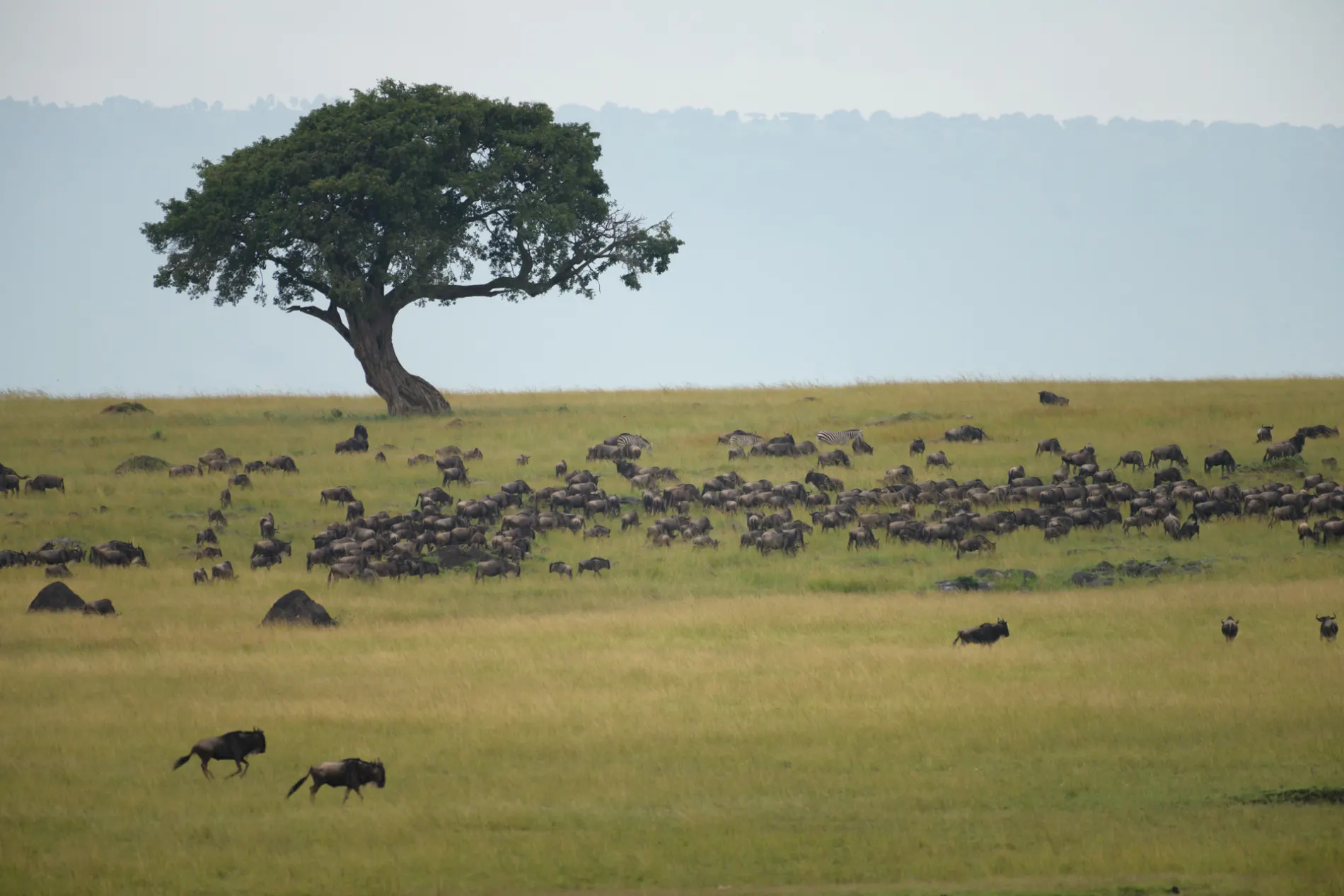 Wildebeest herd on the mara plains