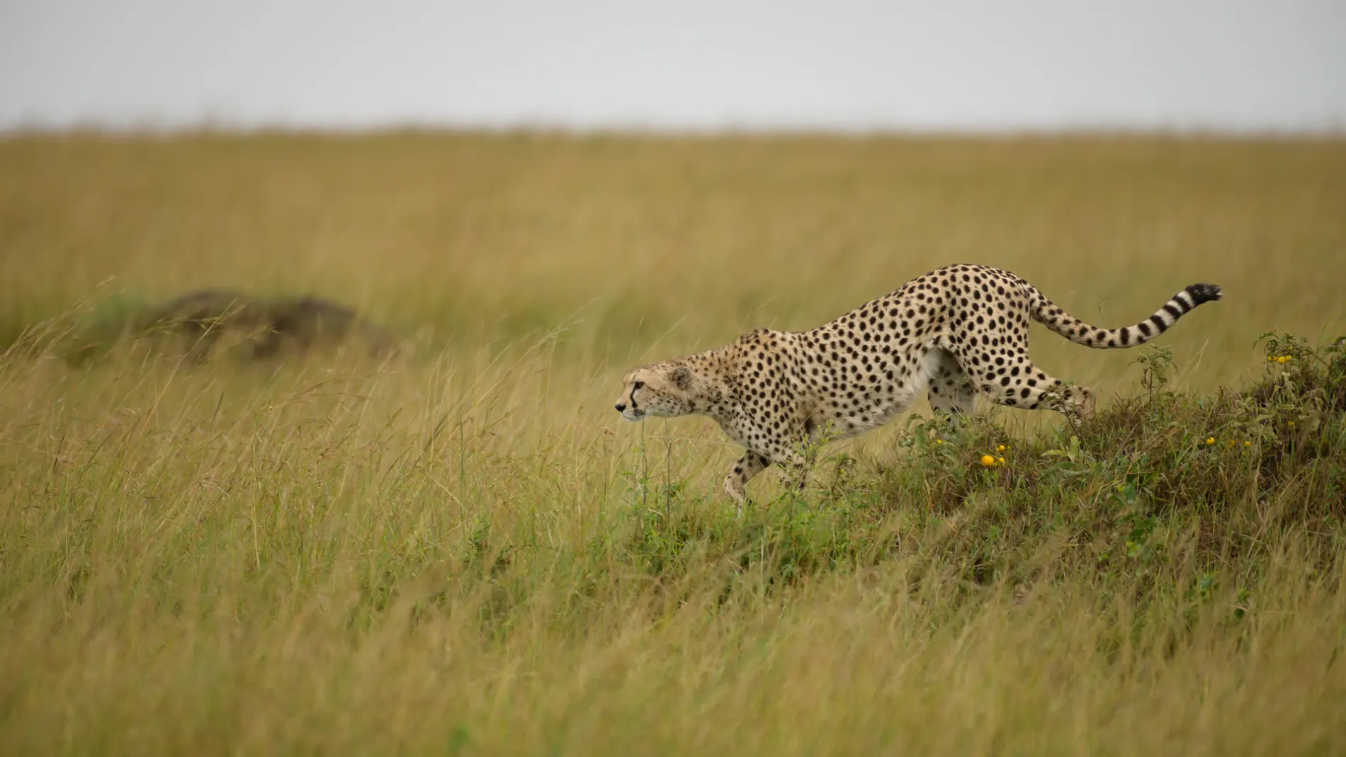Cheetah in mara