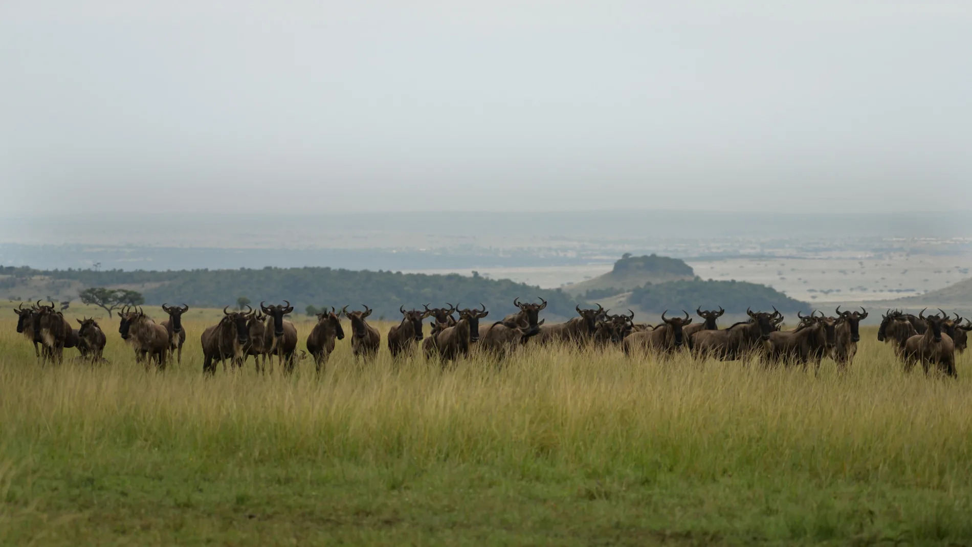 Wildebeest before crossing