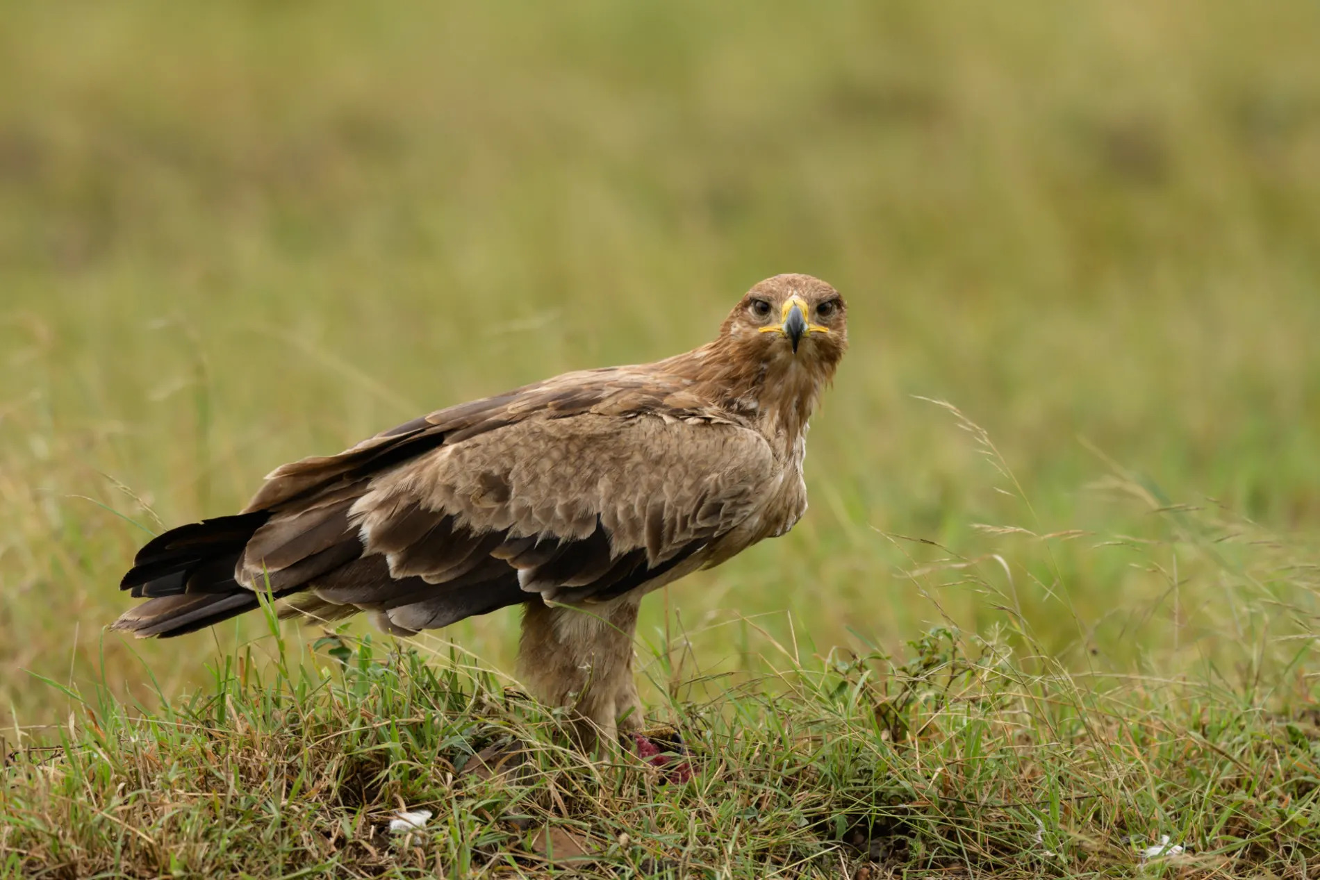 Tawny eagle on kill