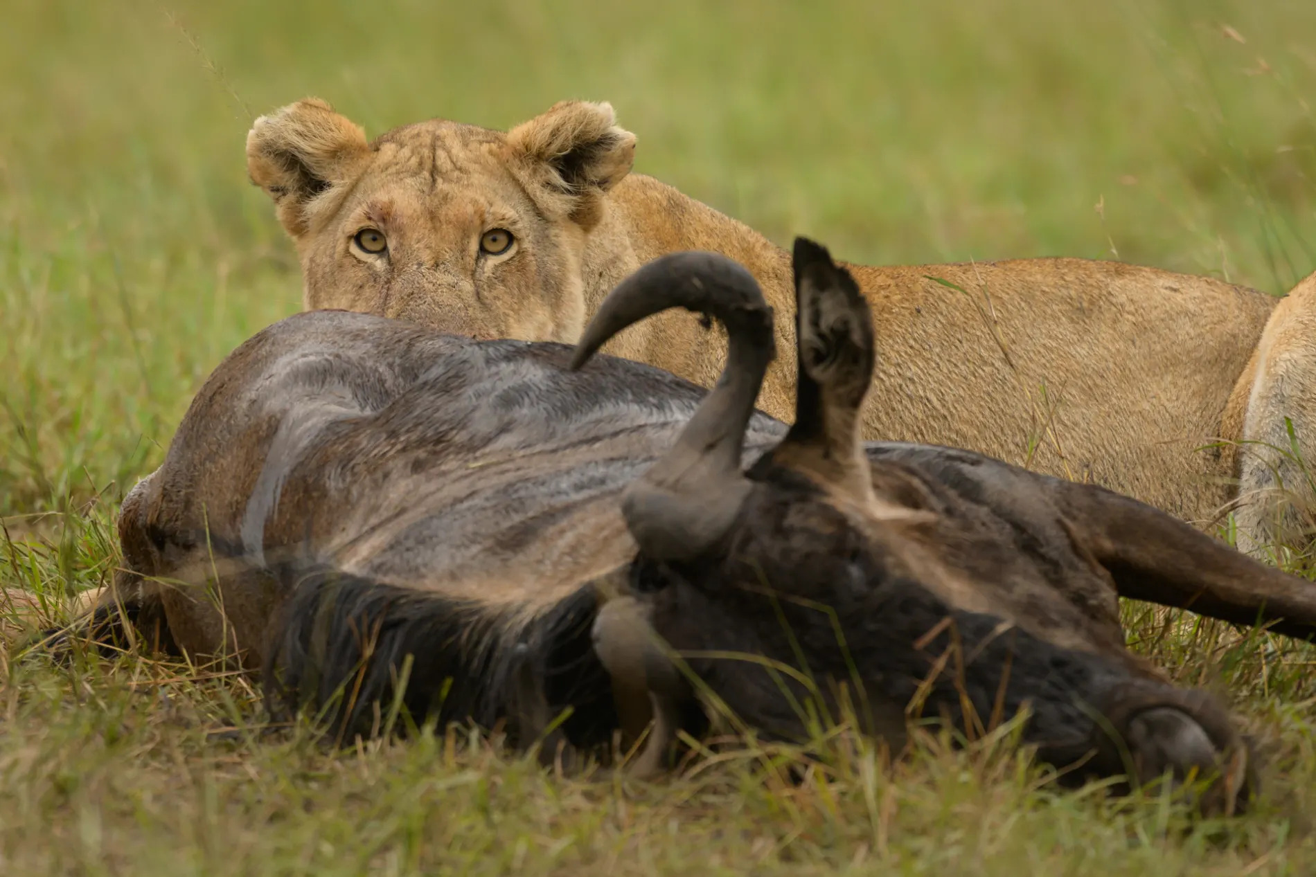 Lioness wildebeest kill