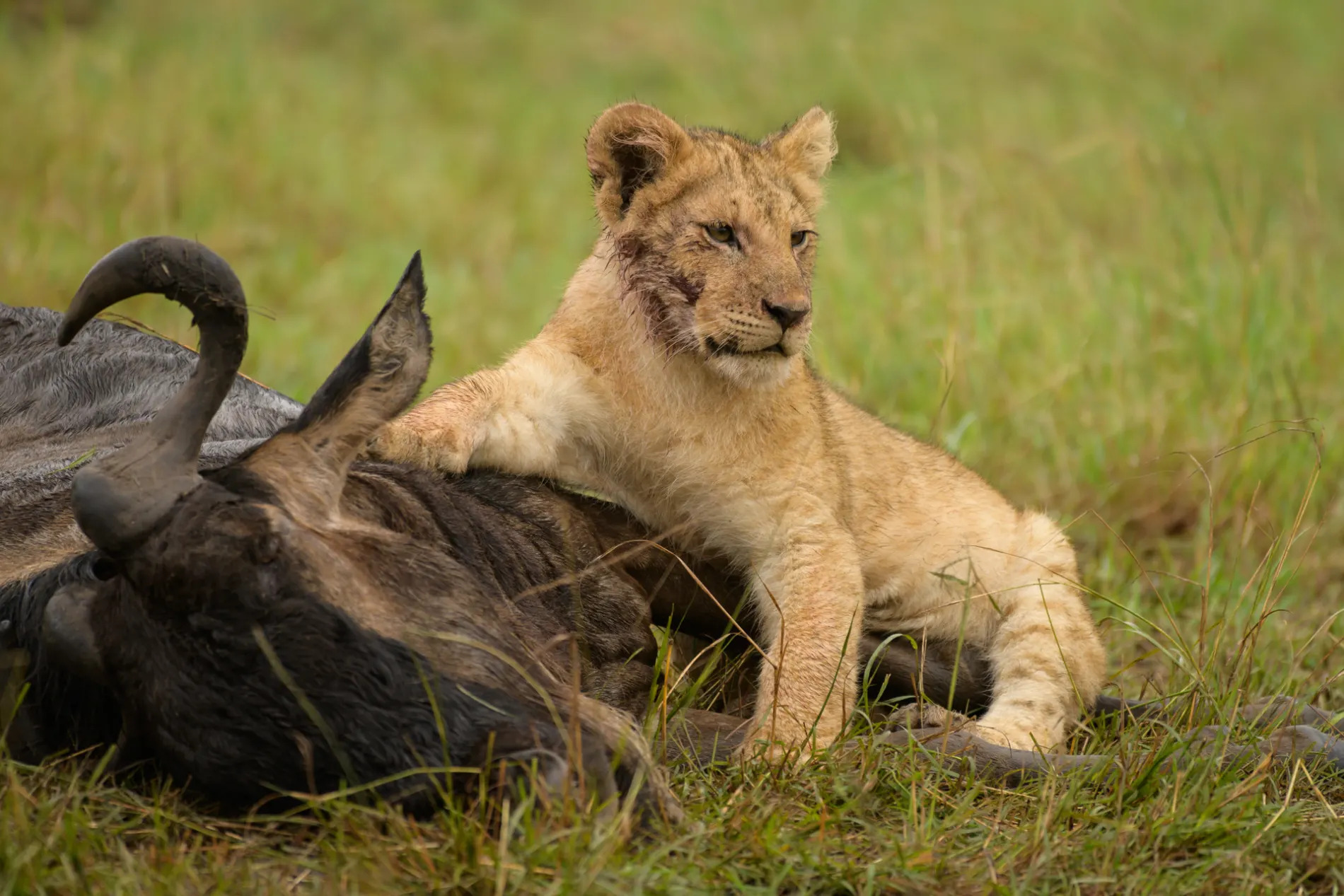 Lion cub Wildebeest kill