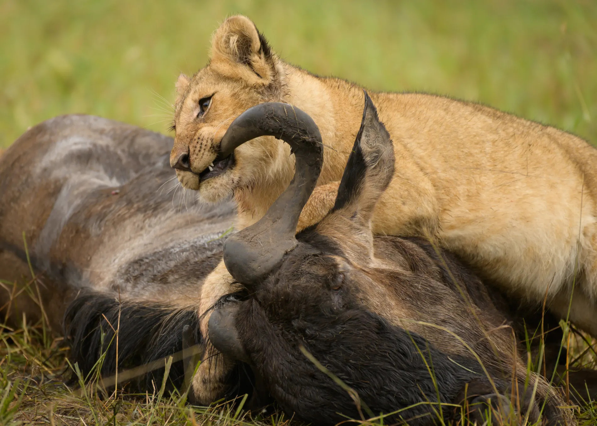 LIon cub chewing wildebeest horn