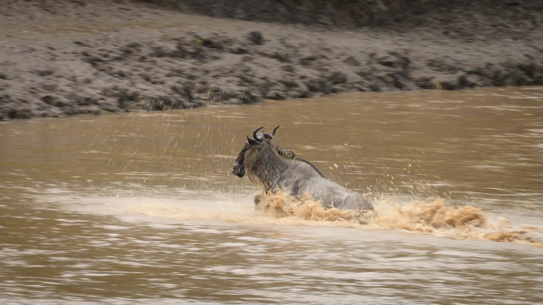 Lone wildebeest crossing river