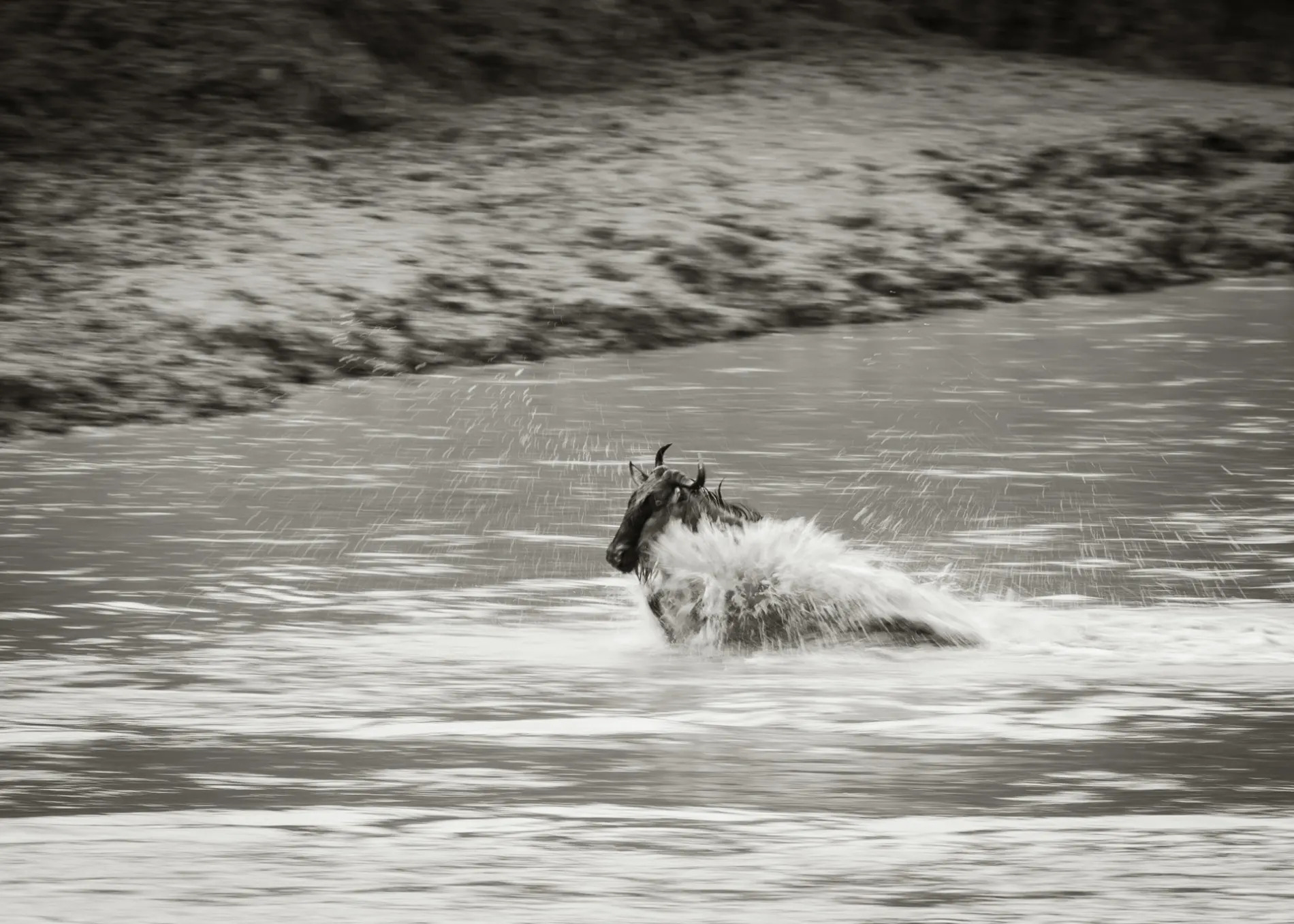 Lone Wildebeest BW