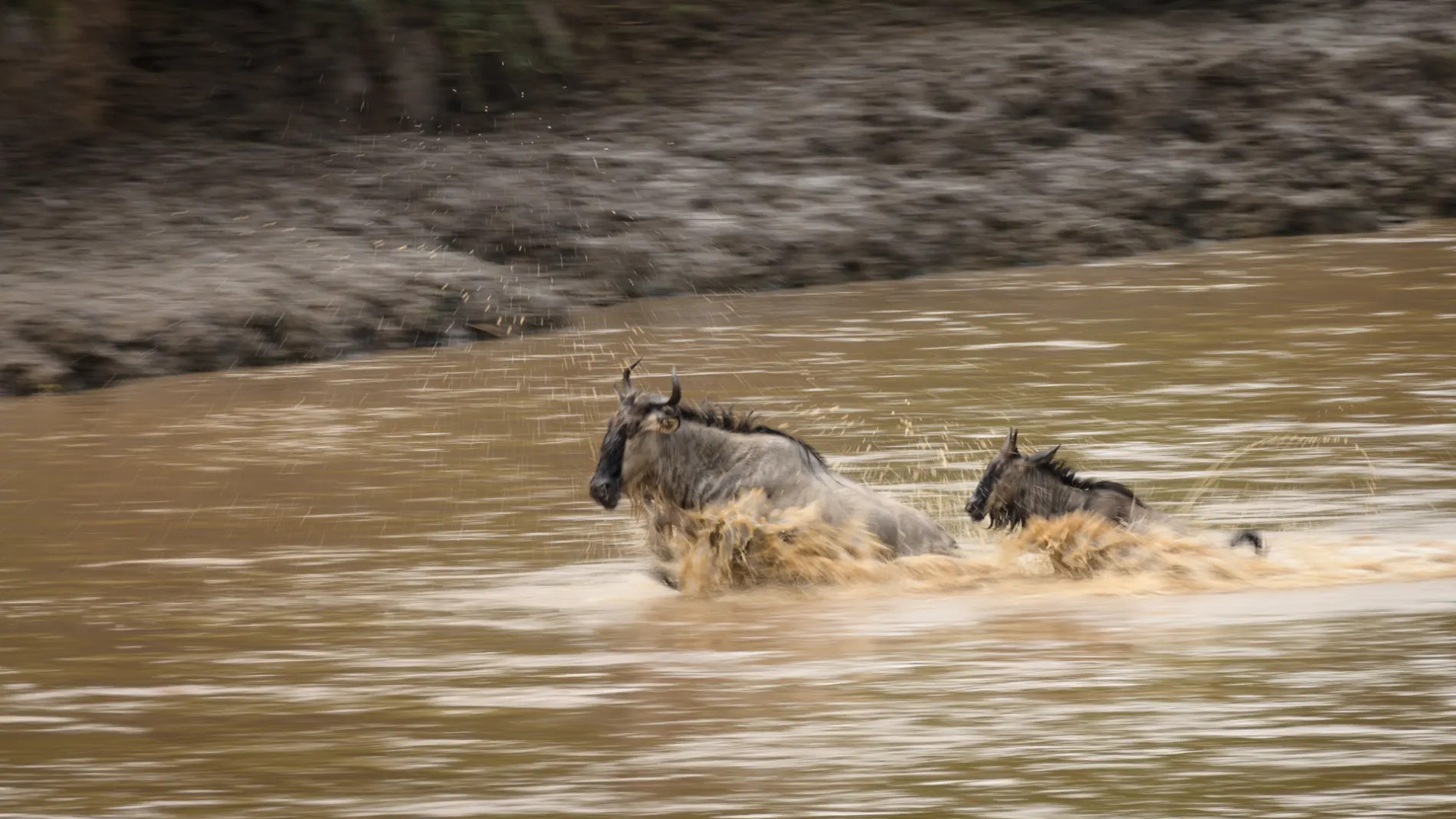 Individual Wildebeest crossing river