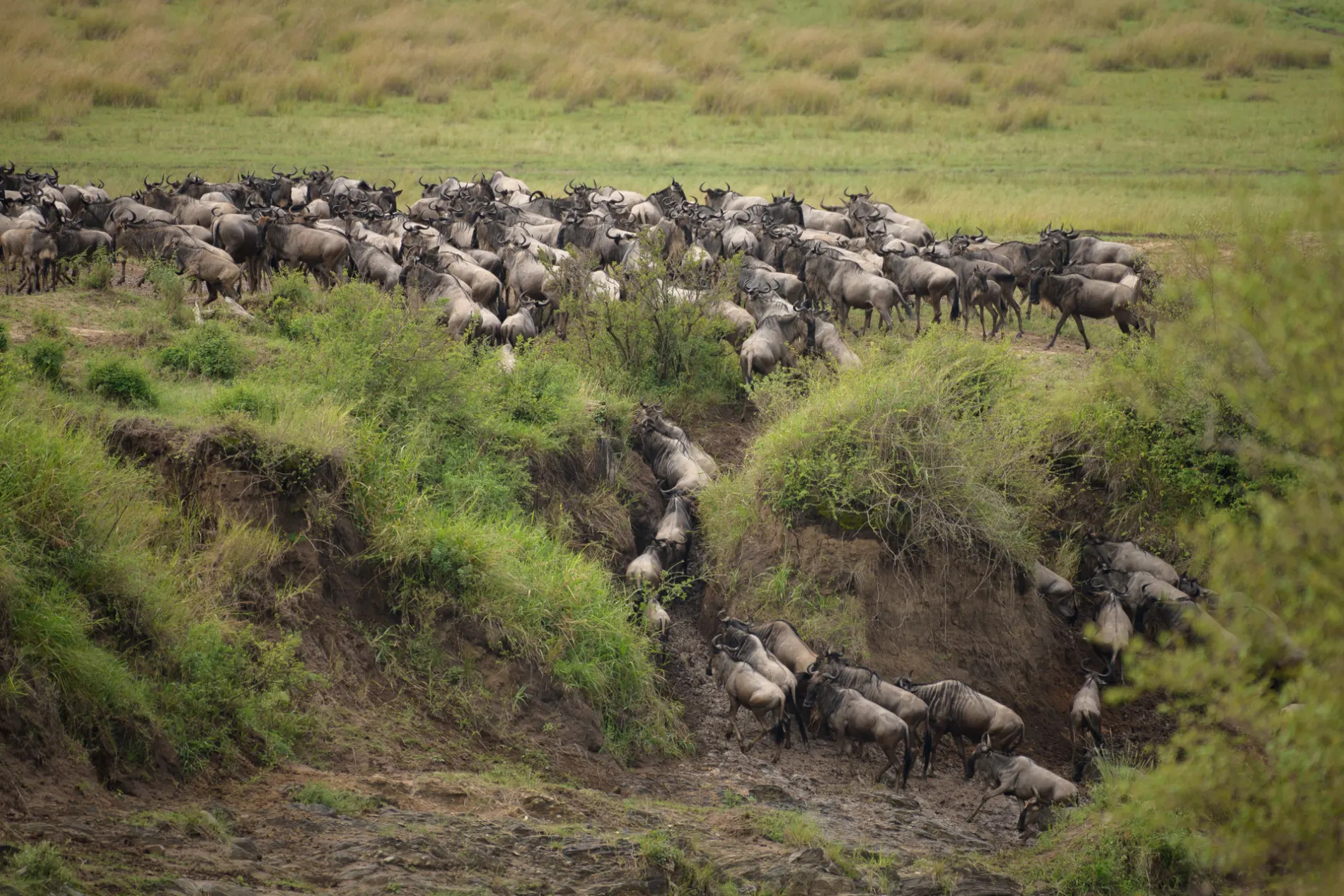 Wildebeest descending into crossing