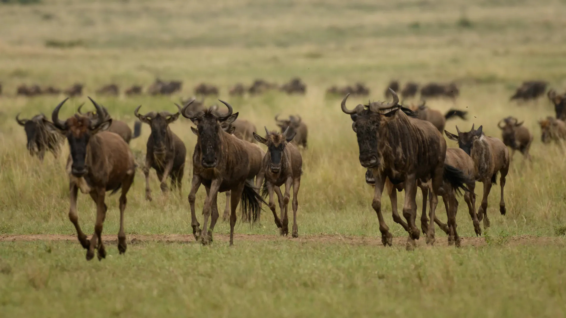 Group of wildebeest running