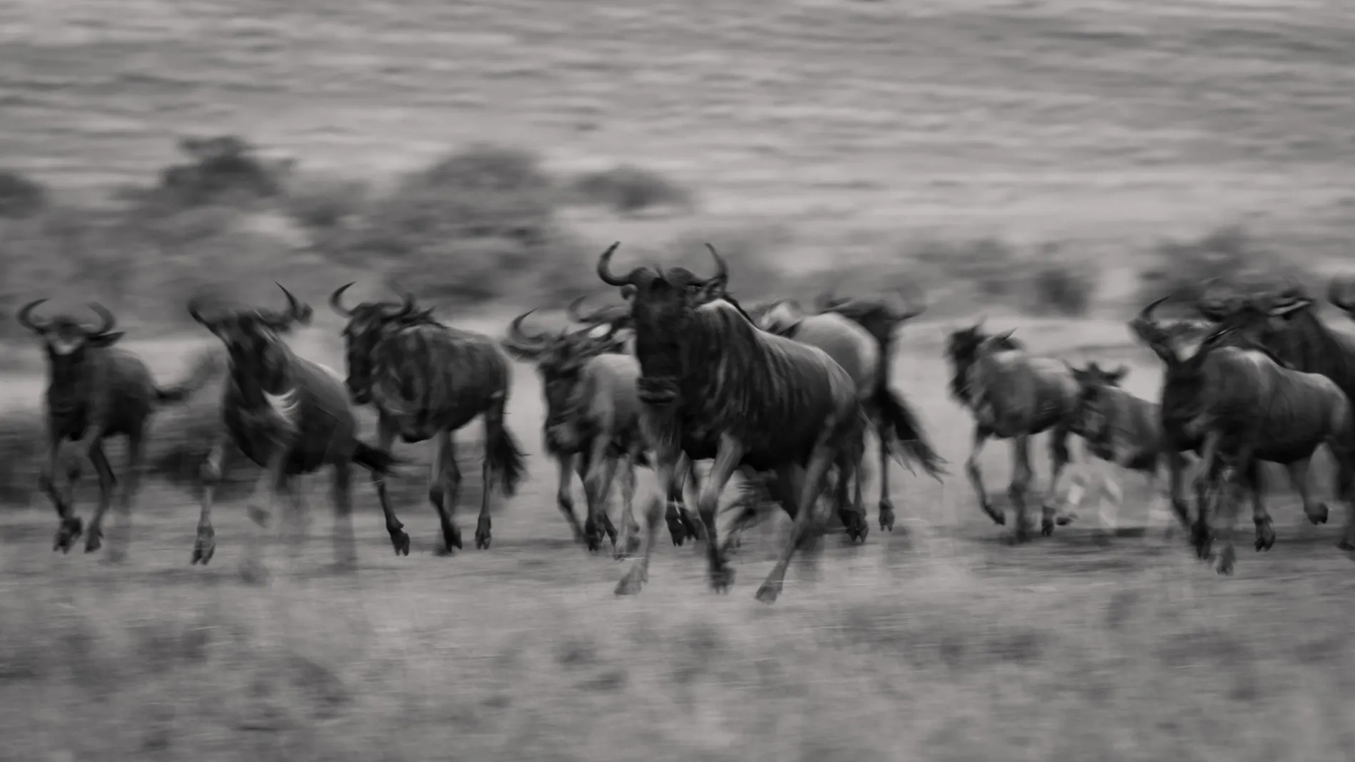 Wildebeest group BW