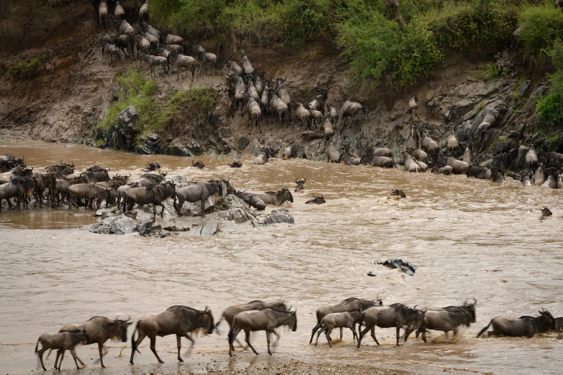 Wildebeest all stages of crossing