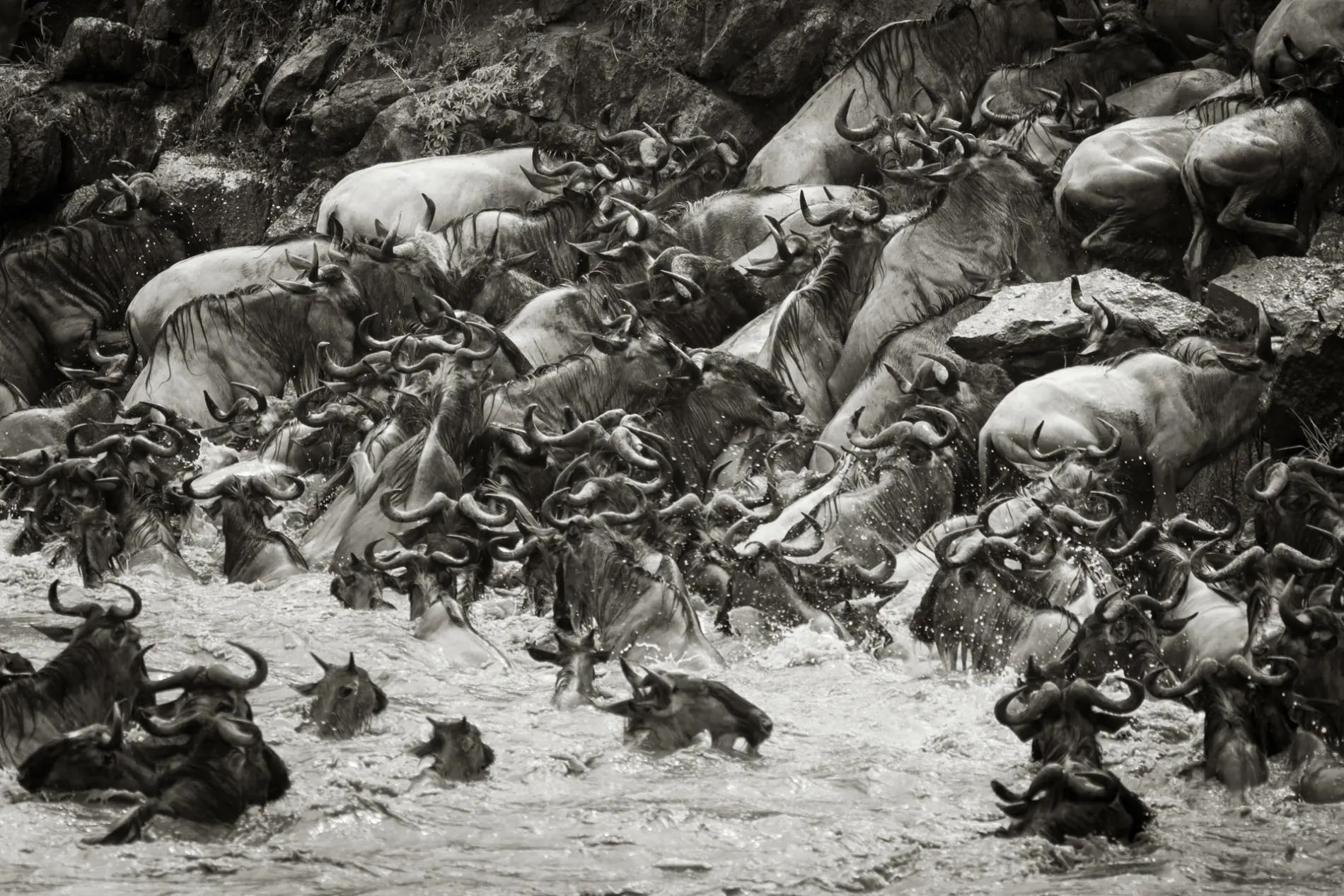 Wildebeest crossing BW