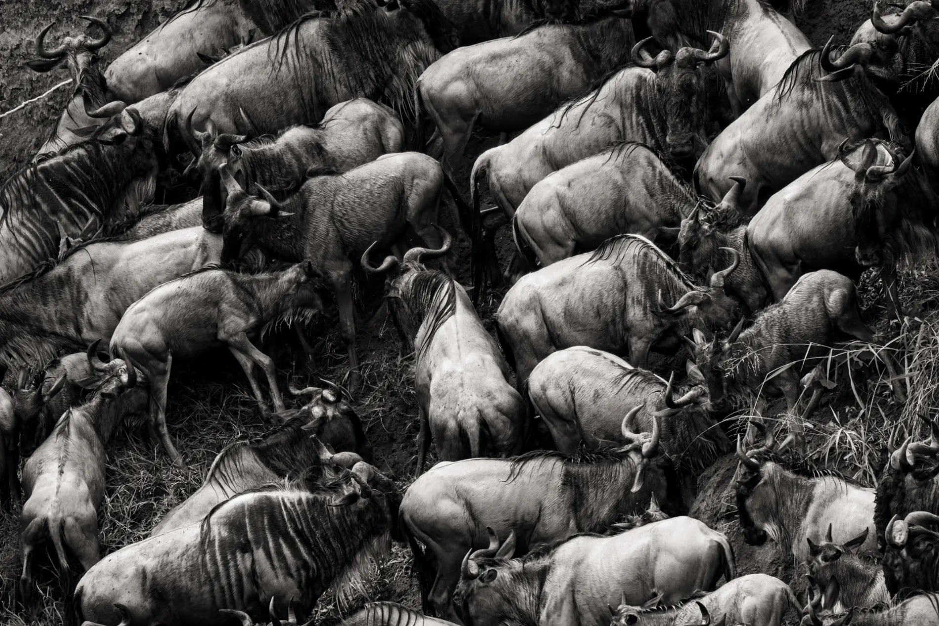 Wildebeest bodies BW