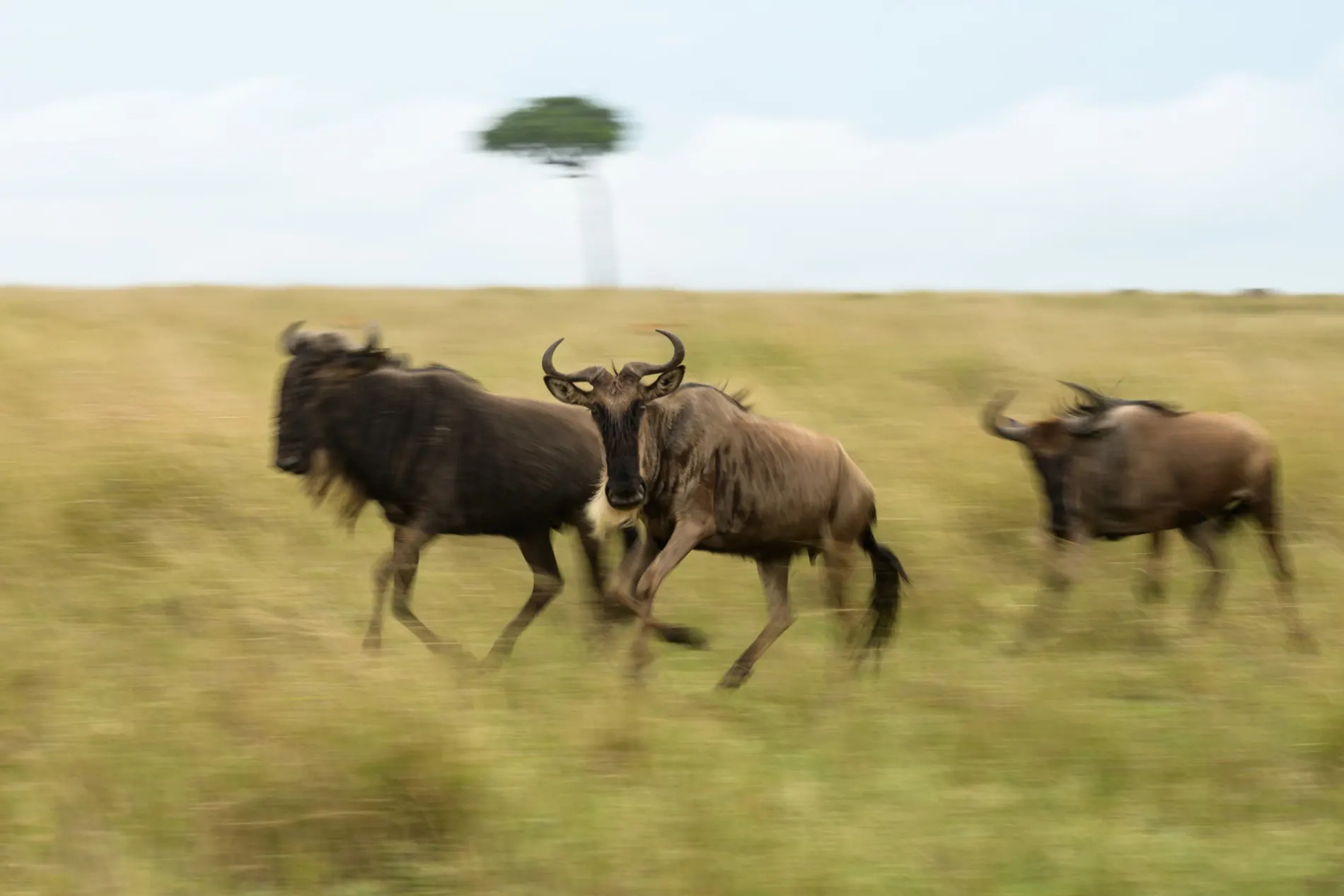 three individual wildebeest running