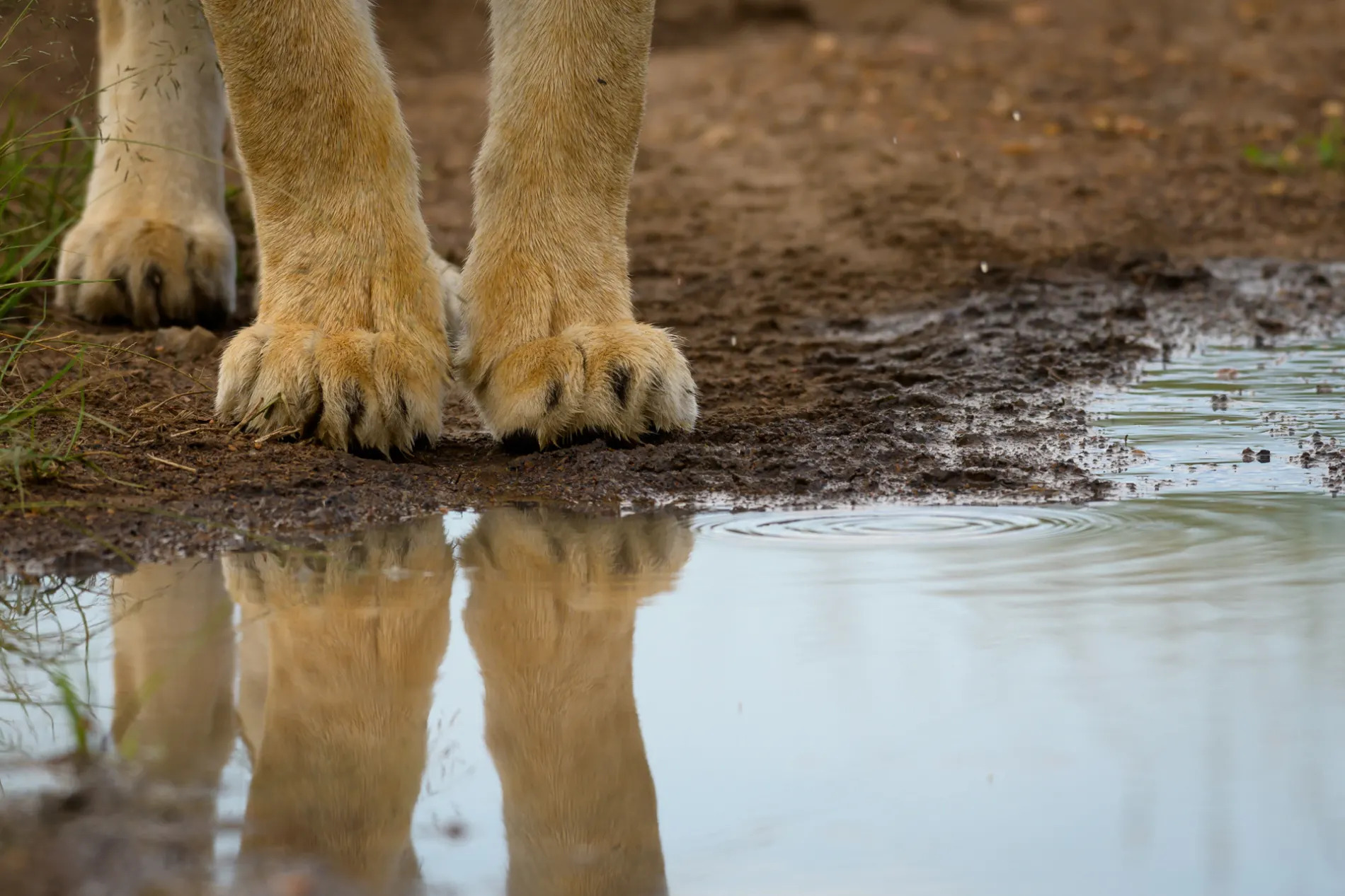 Lion Feet