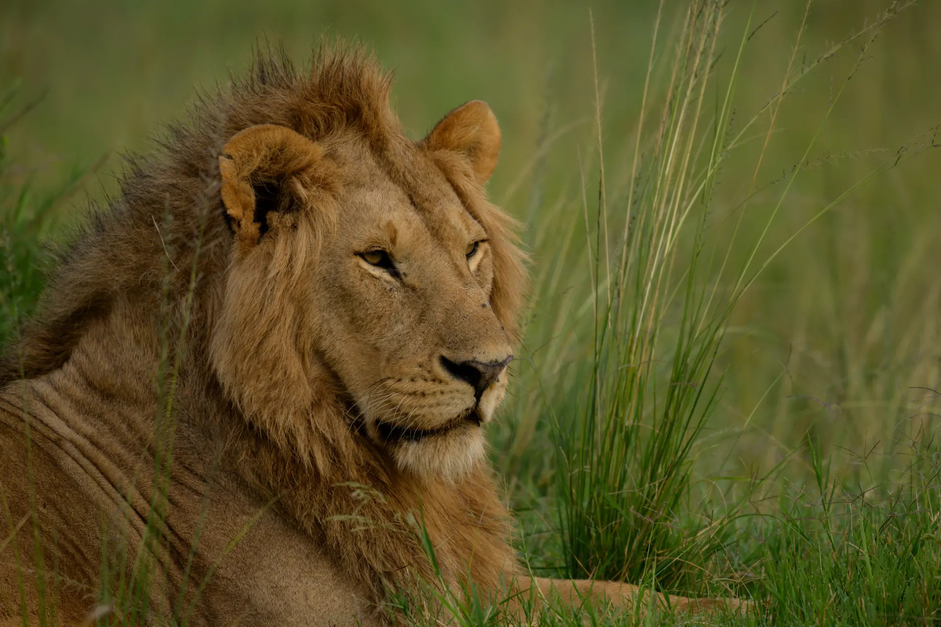 Young Male Lion 