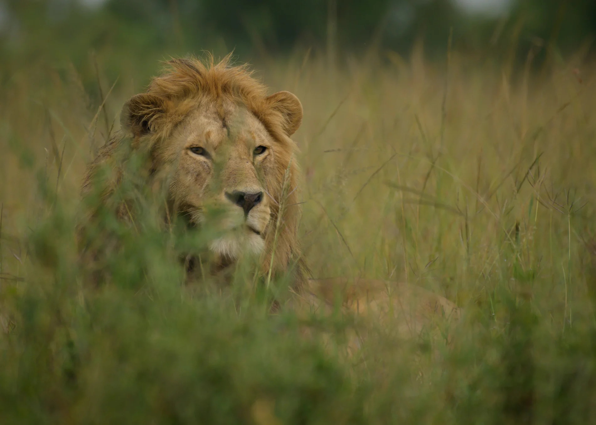 Male Lion