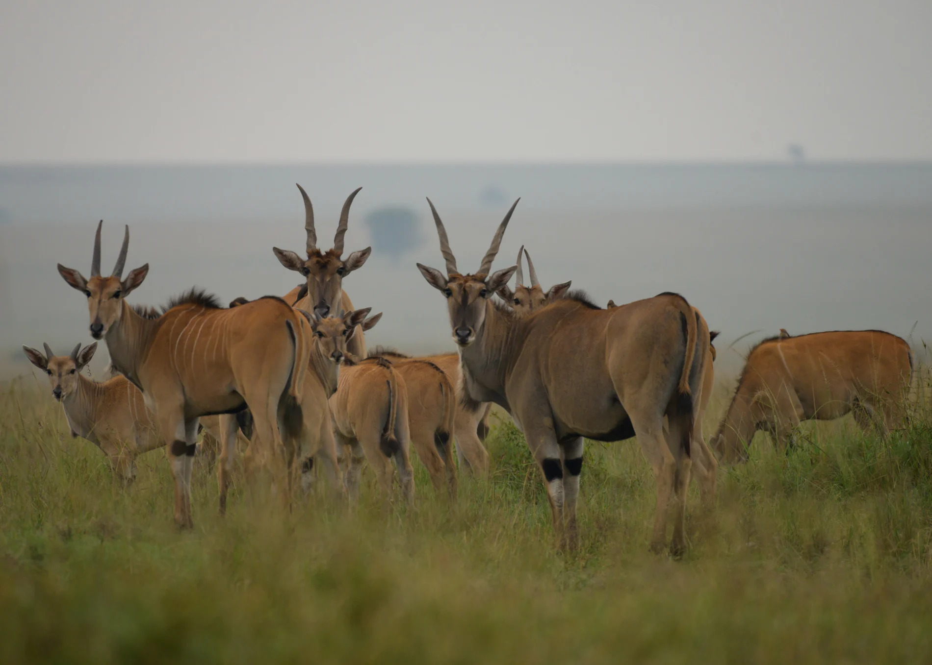 Eland Herd