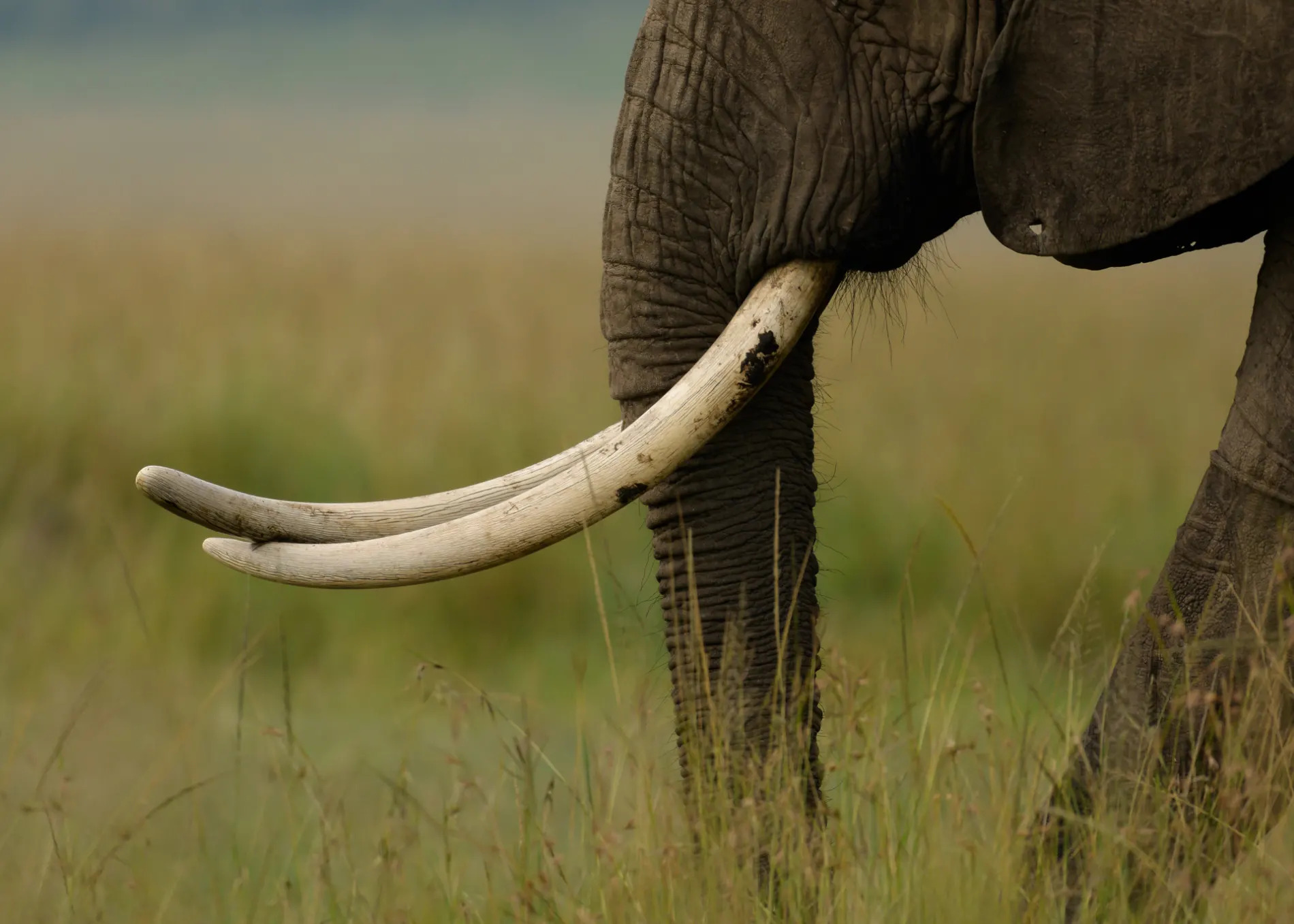 Elephant Tusks