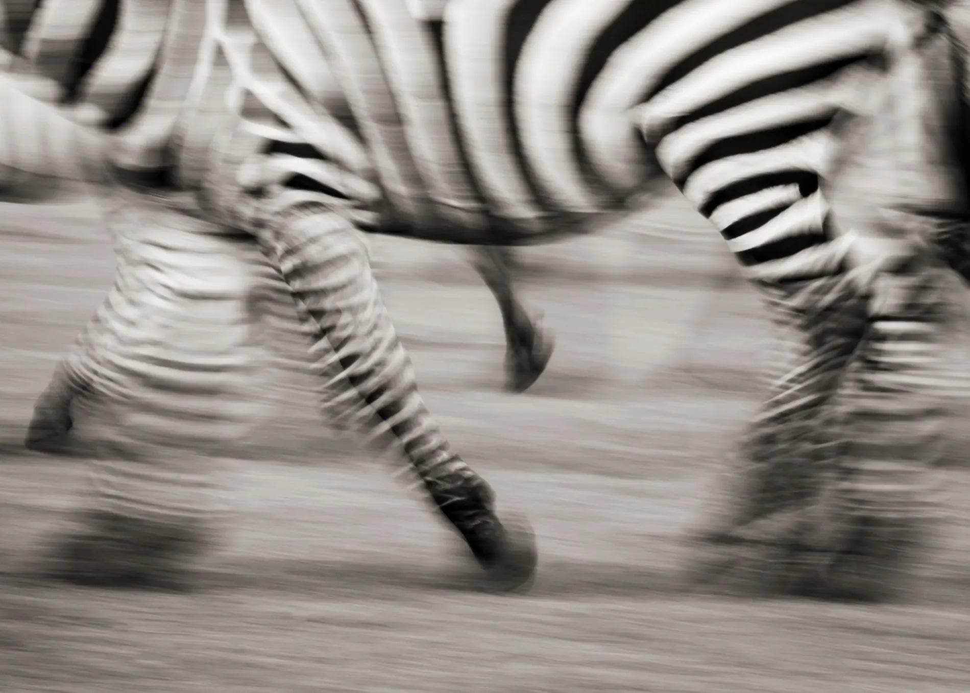 Zebra Blur