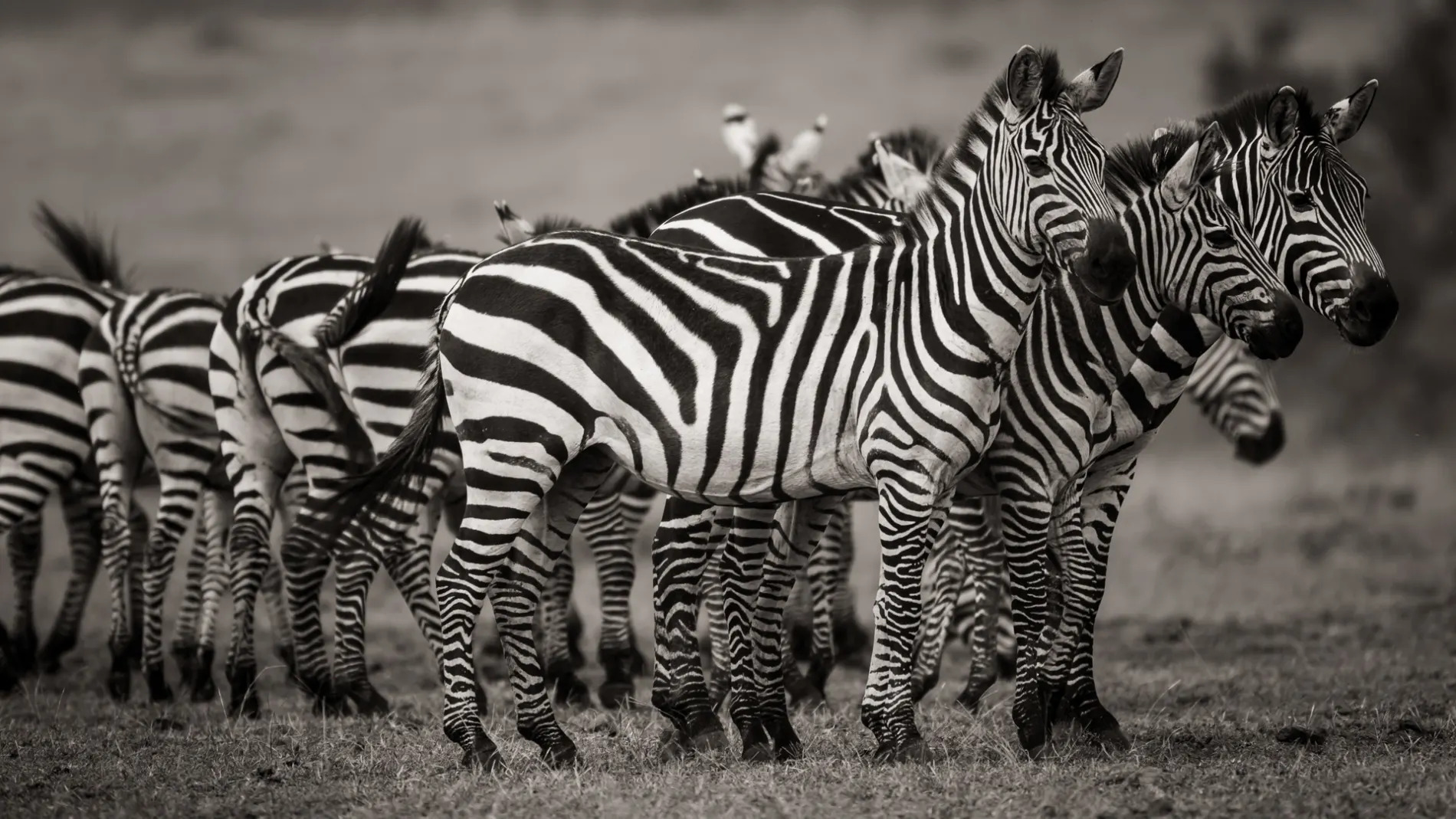 Zebra Herd