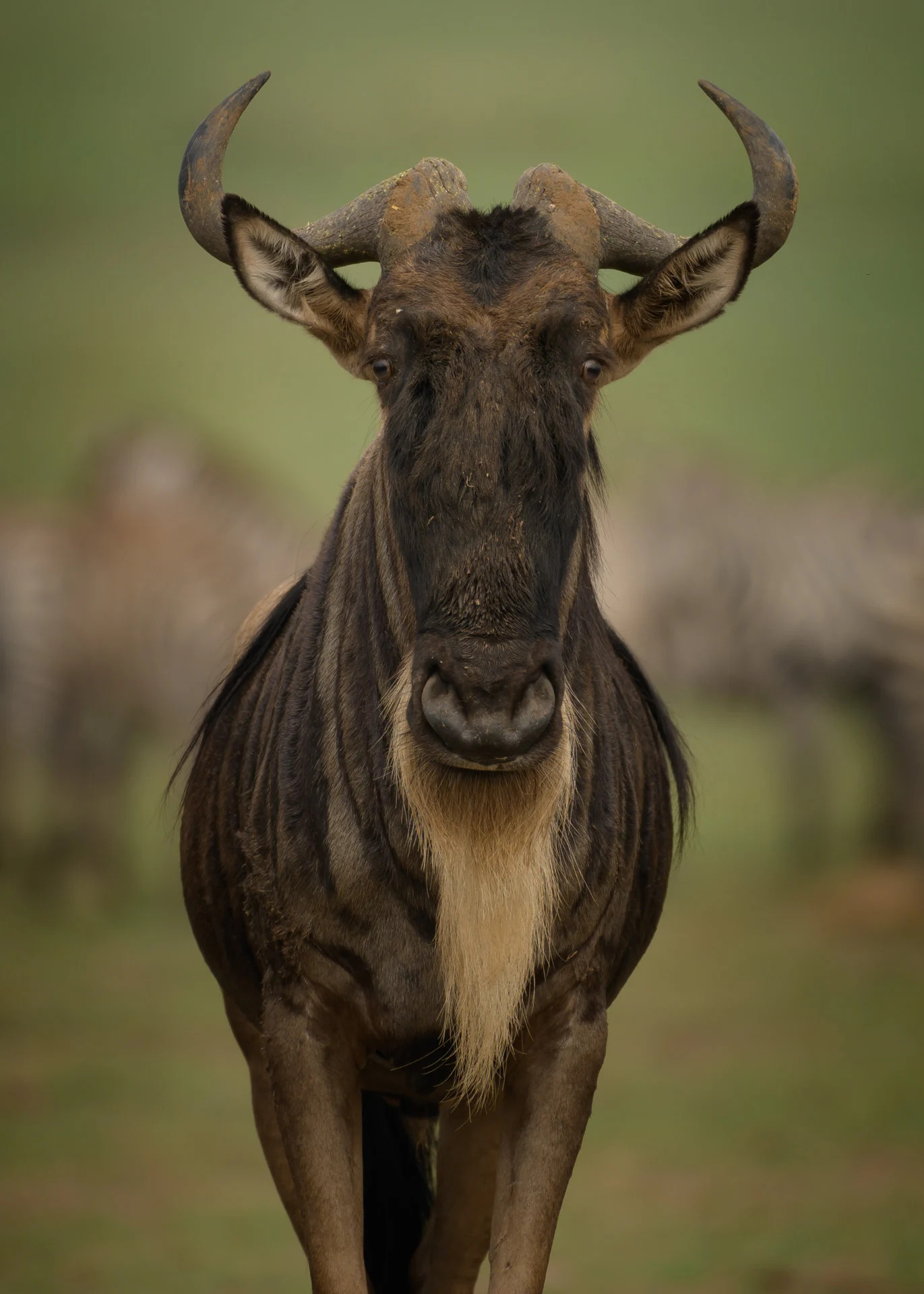 Wildebeest Face