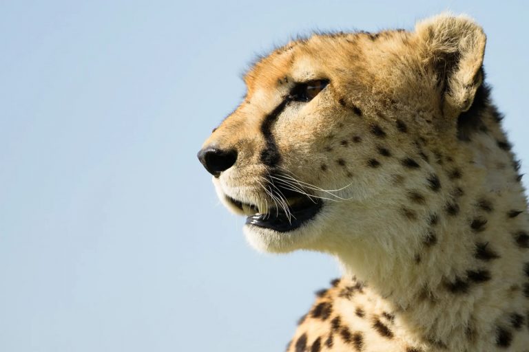 Cheetah profile