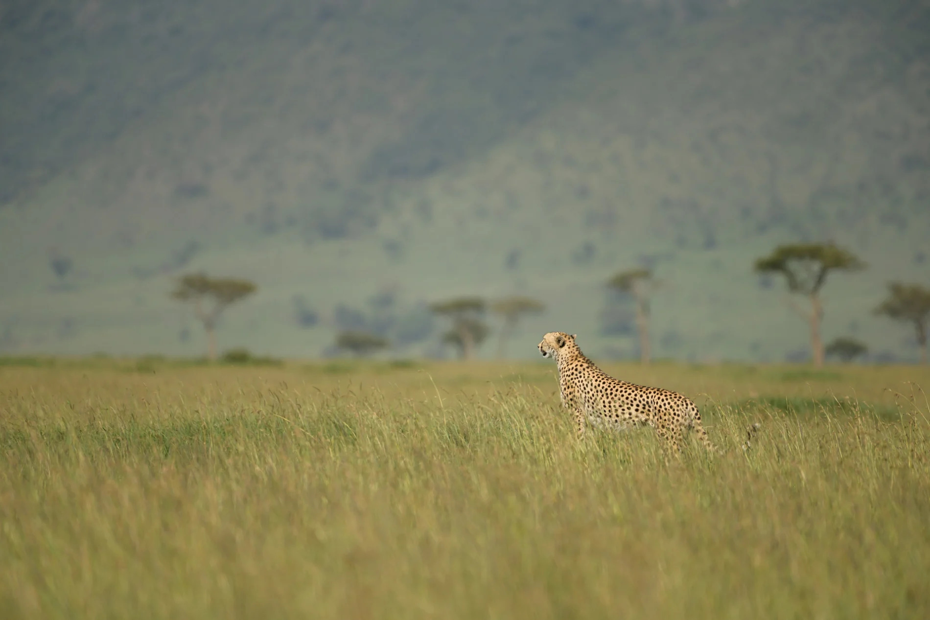 Cheetah Savannah