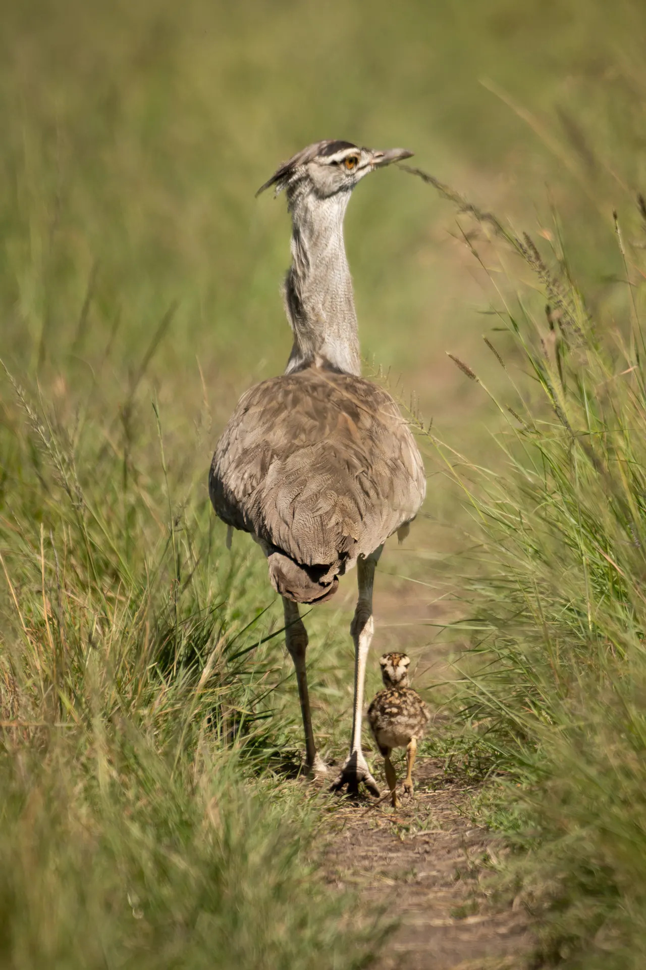 Kori Bustard