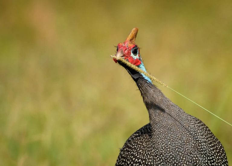 Guinea Fowl