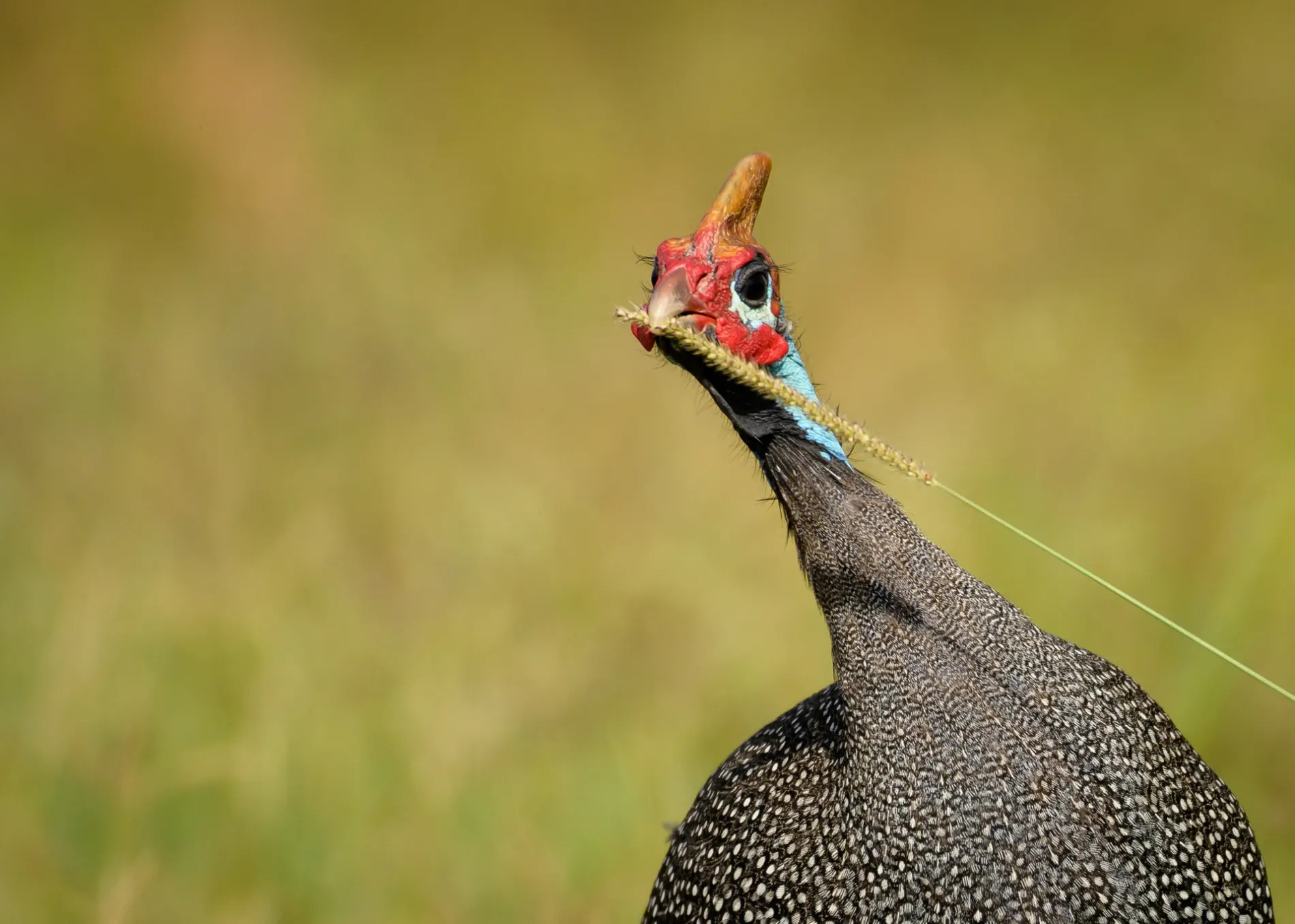 guinea fowl eating