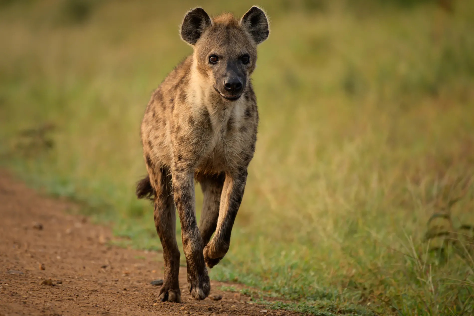 hyena running