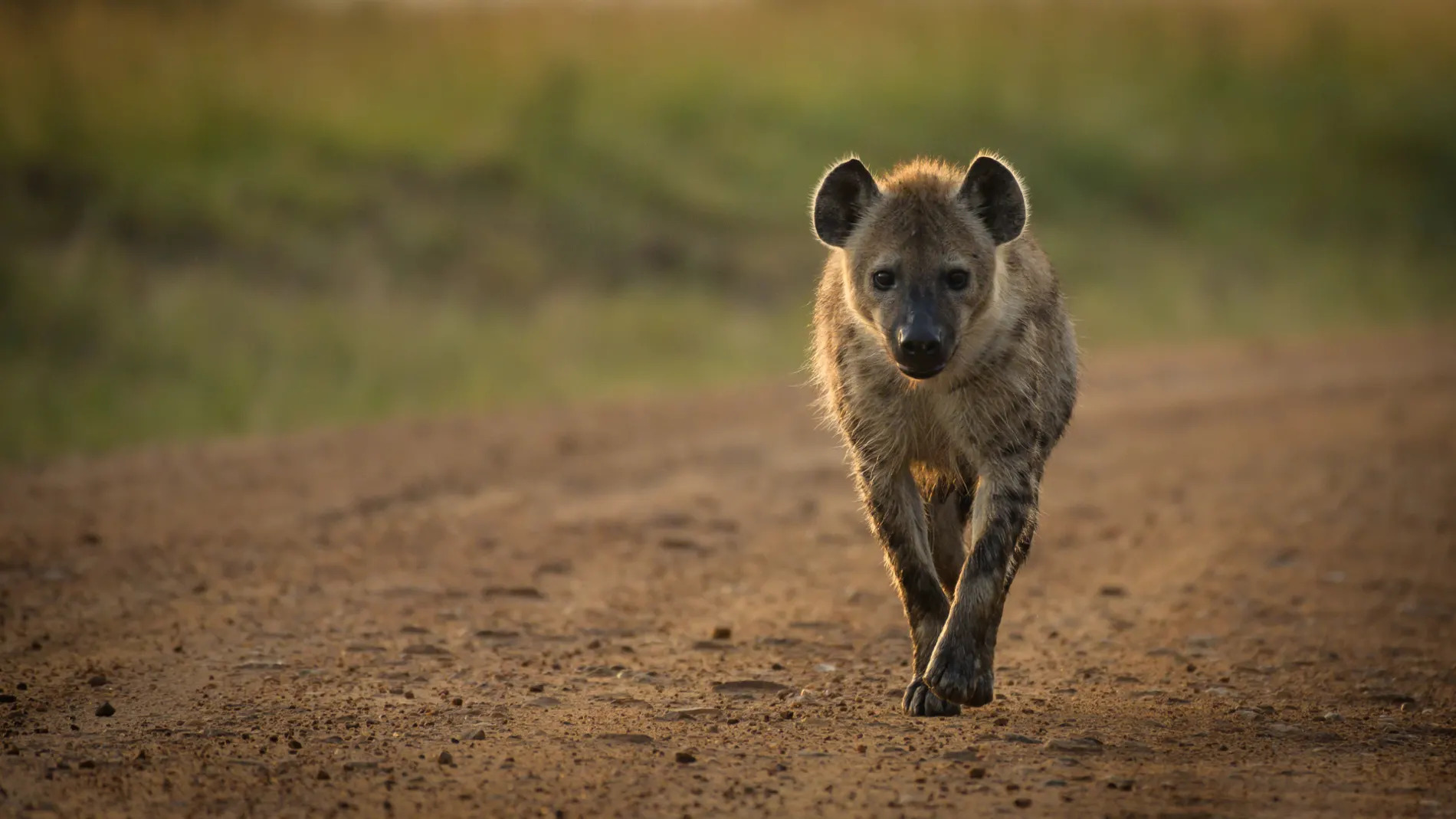 Walking hyena