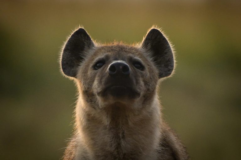 Hyena portrait