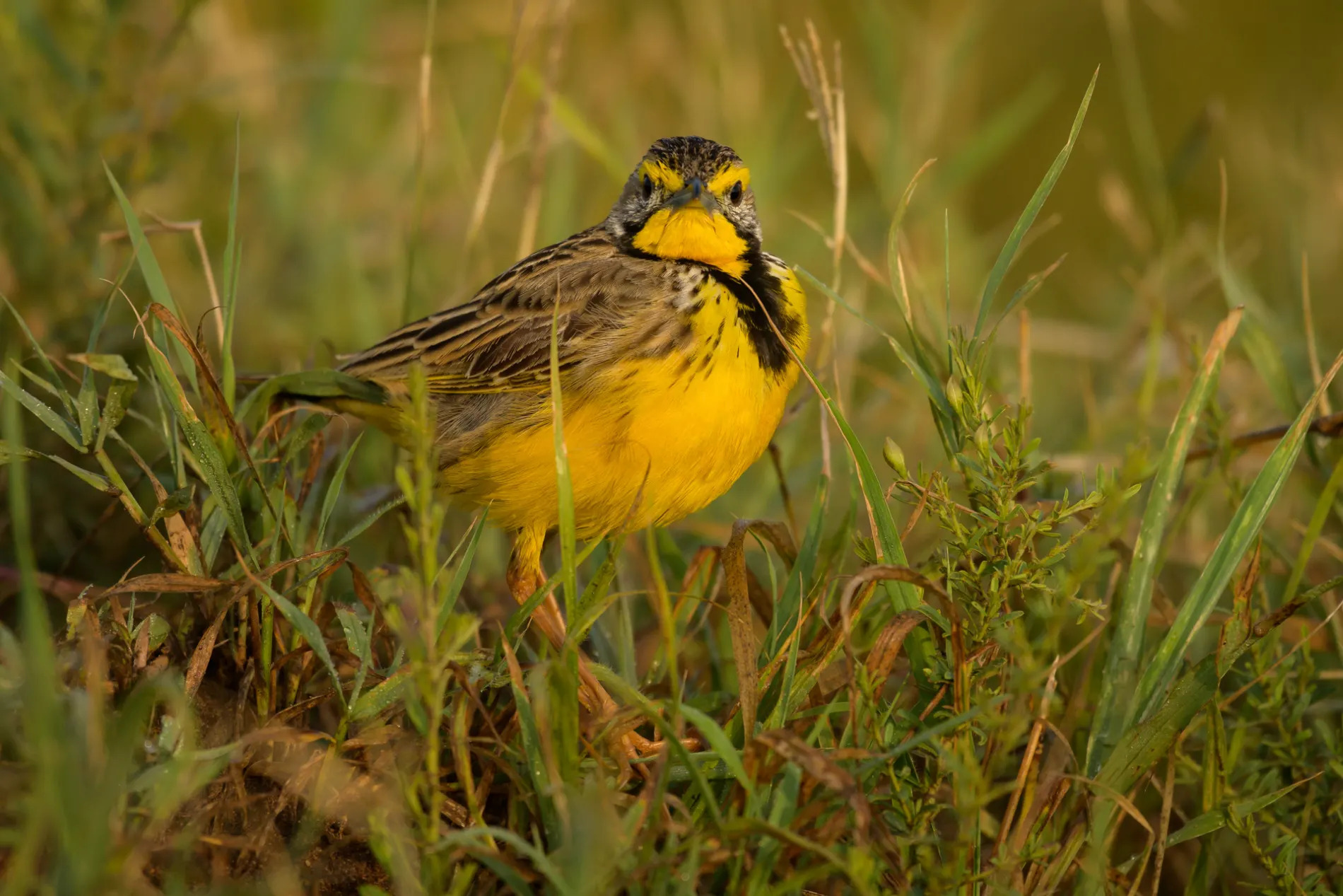 yellow-throated longclaw
