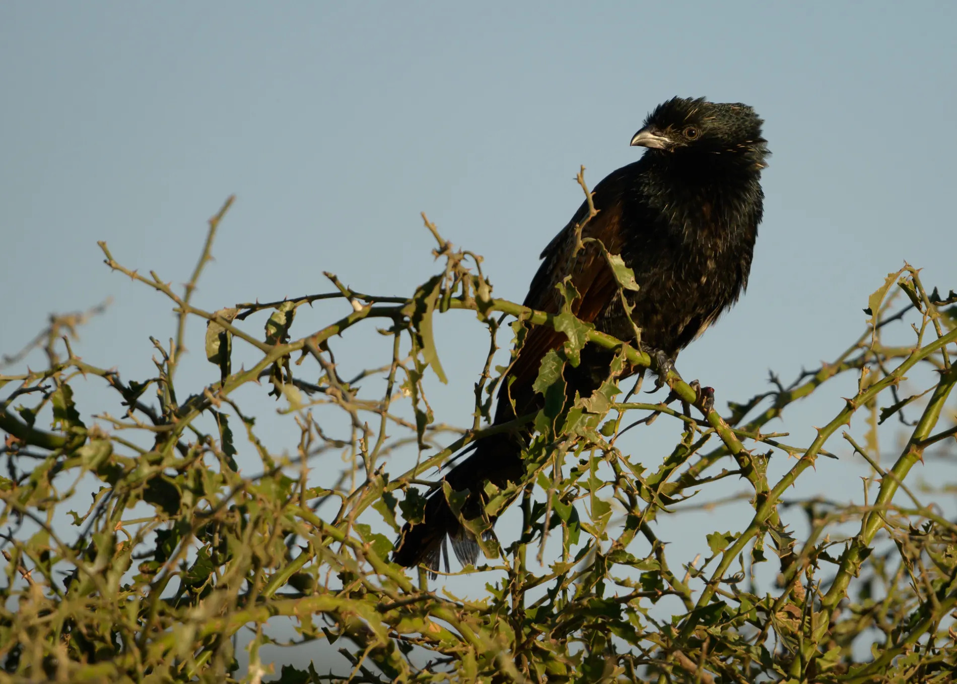  black coucal