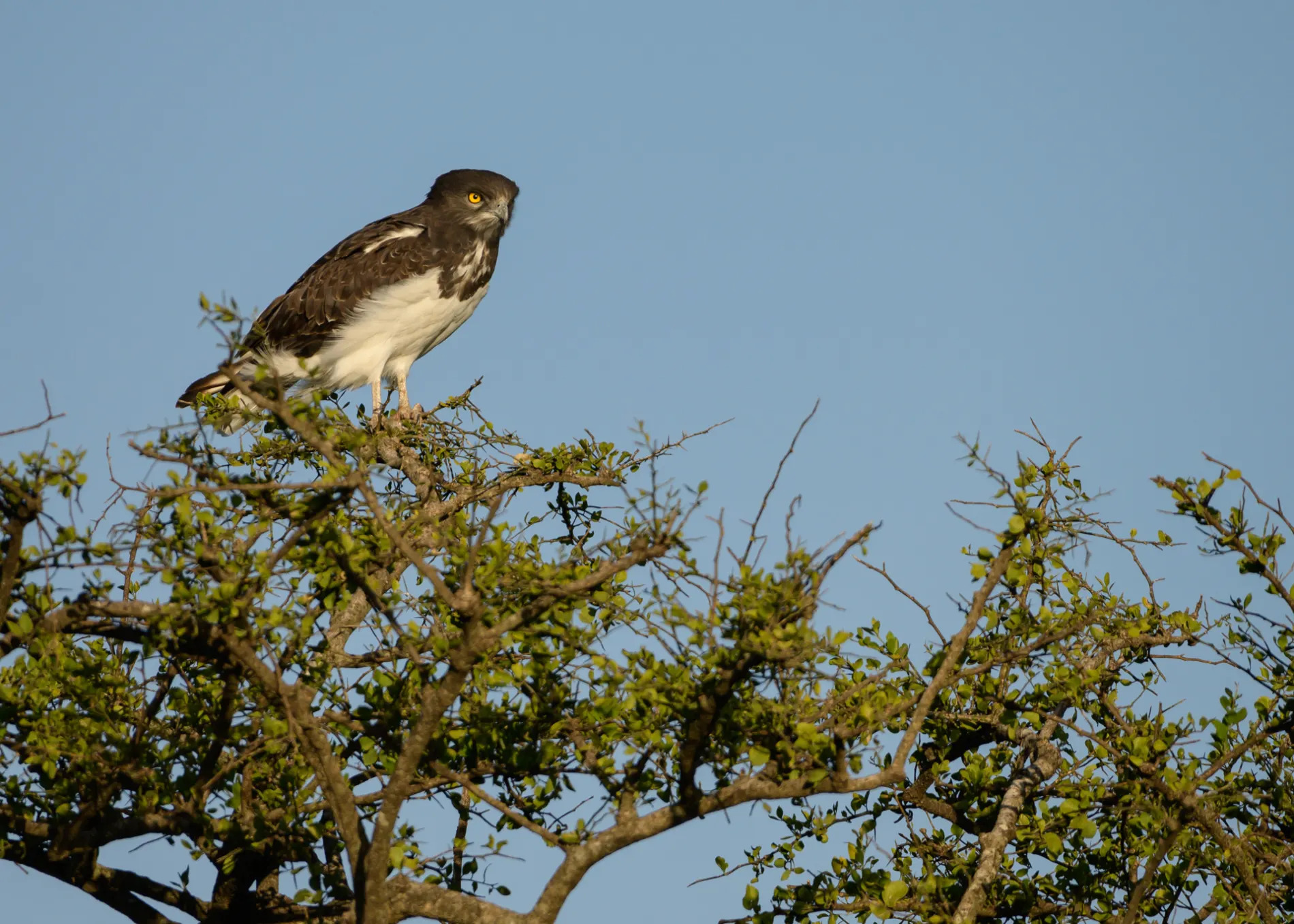 Snake Eagle