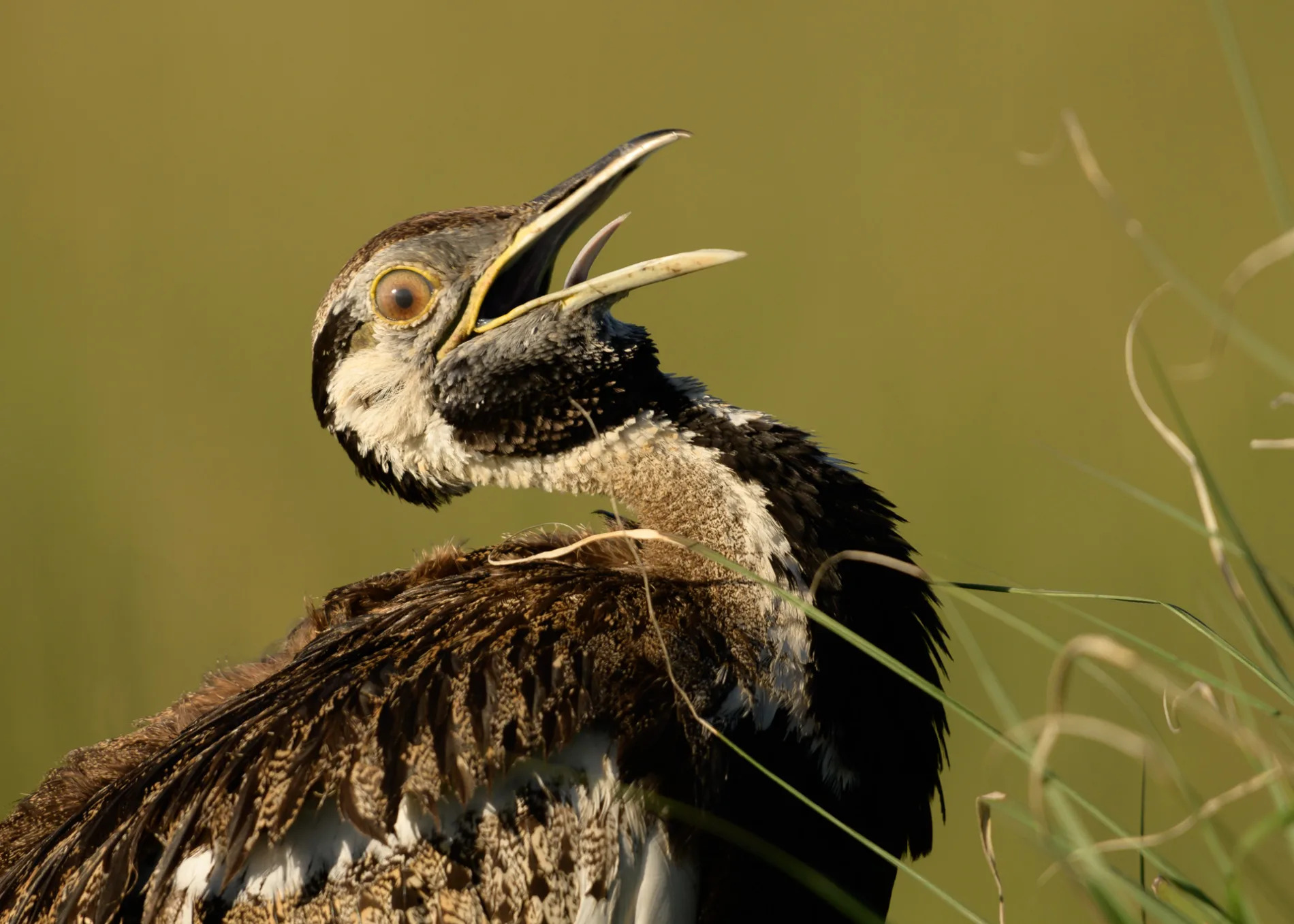 Bustard