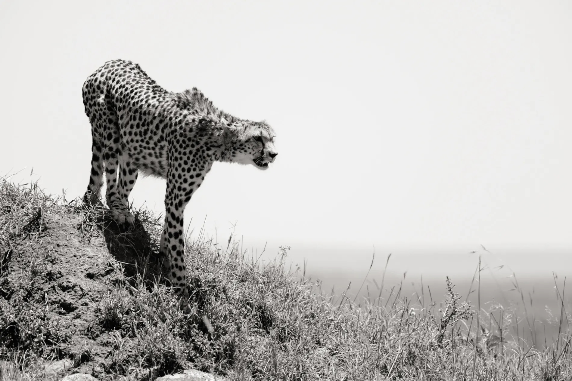 CHeetah on mound